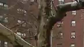 Bronx River Houses, Soundview