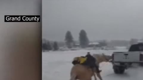 El caballo fue identificado como "Trigger".