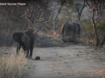 La captura muestra un momento del juego de fútbol del elefante.