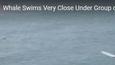 ¿Una ballena curiosa?