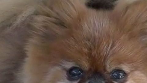 Chloe fue raptada por un coyote.