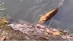 Hallan pez con rostro humano.