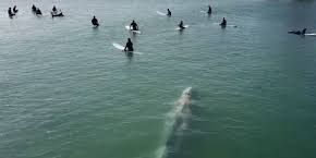 Una ballena nada entre surfistas en California.