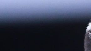 Castillo no jugará la Liguilla por lesión.