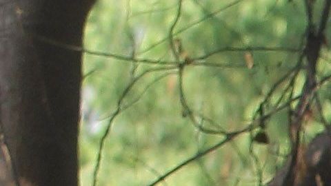 AMLO afirma que se "terminó" la guerra contra el narco.