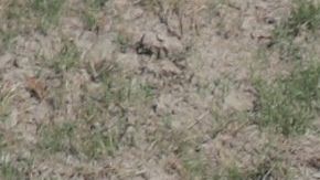 CBP Conducts Helicopter Patrols Of U.S. - Mexican Border