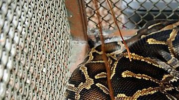 Imagen de una serpiente pitón.