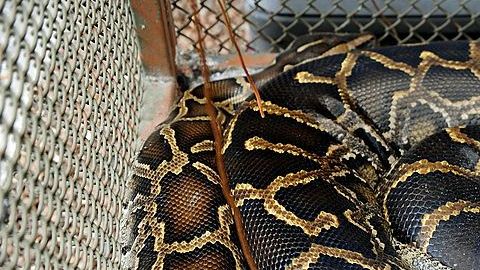 Imagen de una serpiente pitón.