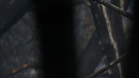 Un trabajador de rescate y su perro entrenado buscan restos humanos en Paradise, el 16 de noviembre de 2018.