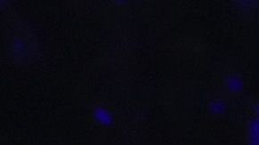 El joven de 22 años quiere conocer al Diego.