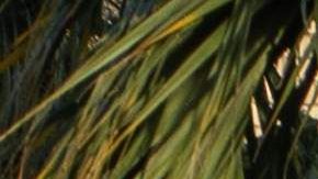 La regla se puede aplicar gracias al acuerdo de "tercer país seguro" firmado con Guatemala.