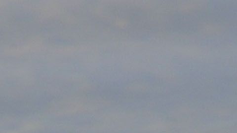 Un cocodrilo americano flota en el agua cerca de Homestead, Florida.