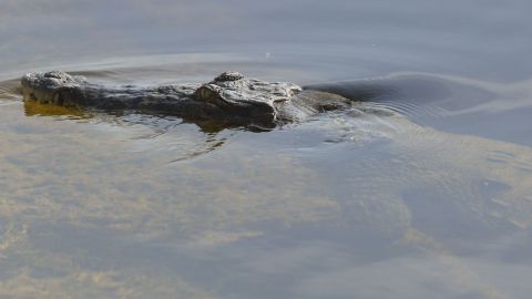 Un cocodrilo americano flota en el agua cerca de Homestead, Florida.