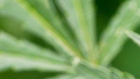 Uno de los datos más interesantes sobre el tema es que el gobierno nacional con cede en Ottawa, es el organismo que decide sobre las licencias de producción para las empresas.