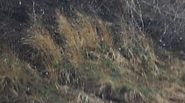 Trump dice que los desamparados contaminan el mar.