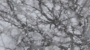 Nevada en Chicago en febrero pasado.