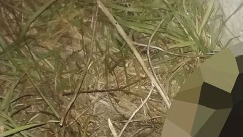 Hallan descuartizada a mujer en territorio que el CJNG y Cartel de Sinaloa se disputan