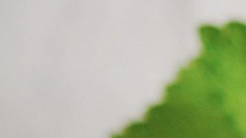 Conoce los magníficos beneficios medicinales del consumo de la infusión de ajenjo.