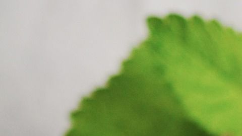 Conoce los magníficos beneficios medicinales del consumo de la infusión de ajenjo.