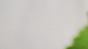 Conoce los magníficos beneficios medicinales del consumo de la infusión de ajenjo.