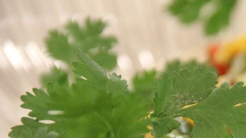 Los tacos de pescado son una excelente alternativa para las personas que no consumen carnes rojas.