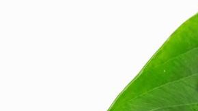 Una maravillosa alternativa a la carne es la soja, es una de las mejores proteínas vegetales que existen.