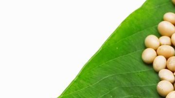 Una maravillosa alternativa a la carne es la soja, es una de las mejores proteínas vegetales que existen.