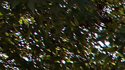 Ricardo Peláez y Miguel Herrera.