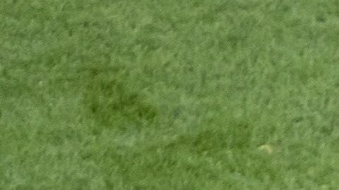 Miguel Layún y Javier 'Chicharito' Hernández.