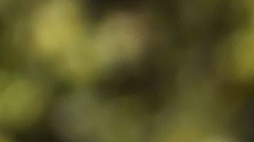 La Selección Mexicana Sub 17 fue elogiada por el DT campeón del Mundo de la categoría en el 2011.