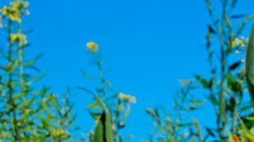 Uno de los productos favoritos de muchas familias ha tenido un precio muy variable a lo largo del tiempo.