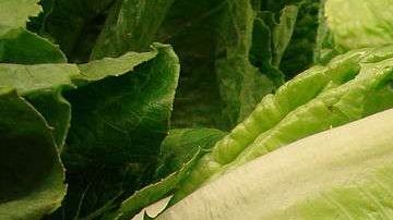 Los consumidores no deben comer lechuga romana cultivada en el área de Salinas, California.