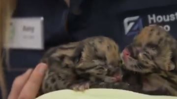 El zoológico no ha dado a conocer los nombres de los cachorros.
