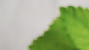 Una de las mejores formas de consumir la menta es en infusión, ya que se activan sus aceites esenciales.