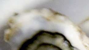 Si te gustan las ostras, es mejor no comerlas crudas.