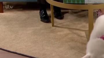 Perro vegano...o no tanto.