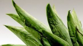 La dieta de la piña es un plan de 4 días ideal para desinflamar el vientre, depurar el organismo y limpiar a profundidad la piel.