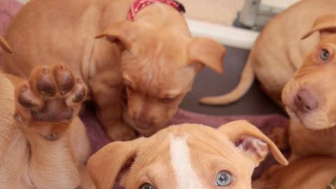 Muchos perros y gatos necesitan un hogar.