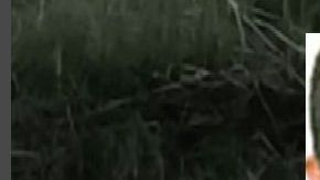 Recrudece guerra del Mencho y el Marro en Triángulo del Huachicol con 4 descuartizados y 4 ejecutados