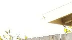 EL vendedor de este Ford Mustang Cobra de 1978 puso un poster de la actriz americana para dar a entender sus orígenes