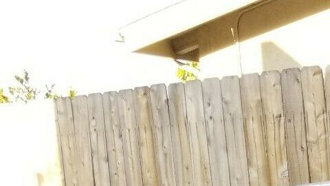 EL vendedor de este Ford Mustang Cobra de 1978 puso un poster de la actriz americana para dar a entender sus orígenes