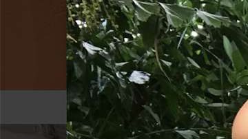 Ana Patricia Gámez.