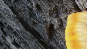 Hongos Reishi/Crédito: Pxhere