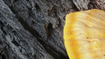 Hongos Reishi/Crédito: Pxhere