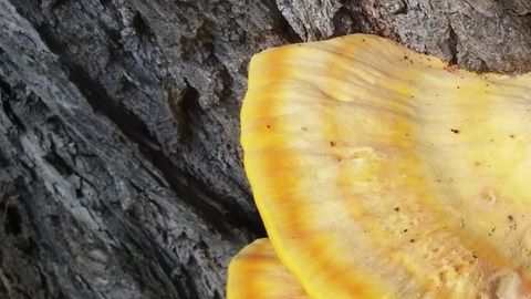 Hongos Reishi/Crédito: Pxhere