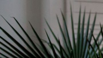 shutterstock_1100199110