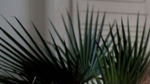 shutterstock_1100199110