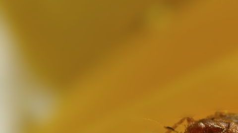 Hay señales que pueden advertirte de la presencia de chinches en tu habitación.