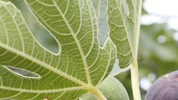 El higo también es un poderoso remedio para tratar casos de disfunción sexual, indigestiones y estreñimiento.