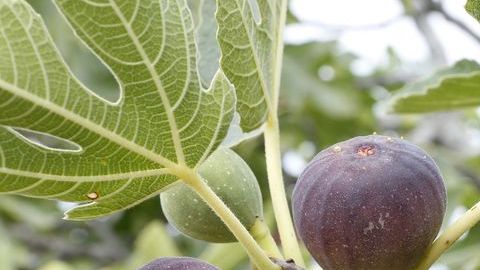 El higo también es un poderoso remedio para tratar casos de disfunción sexual, indigestiones y estreñimiento.